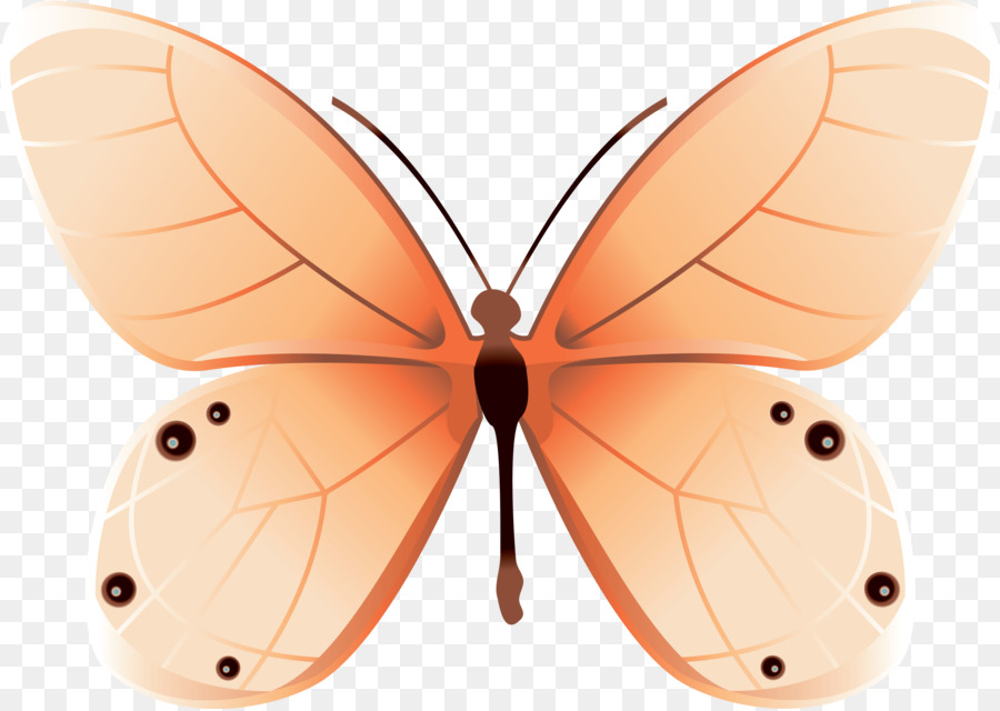 Bướm net Moth Côn trùng - bướm