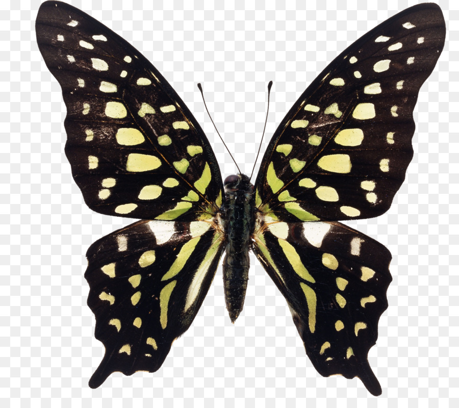 Farfalla di coda forcuta Graphium agamennone Insetto Graphium macfarlanei - farfalla