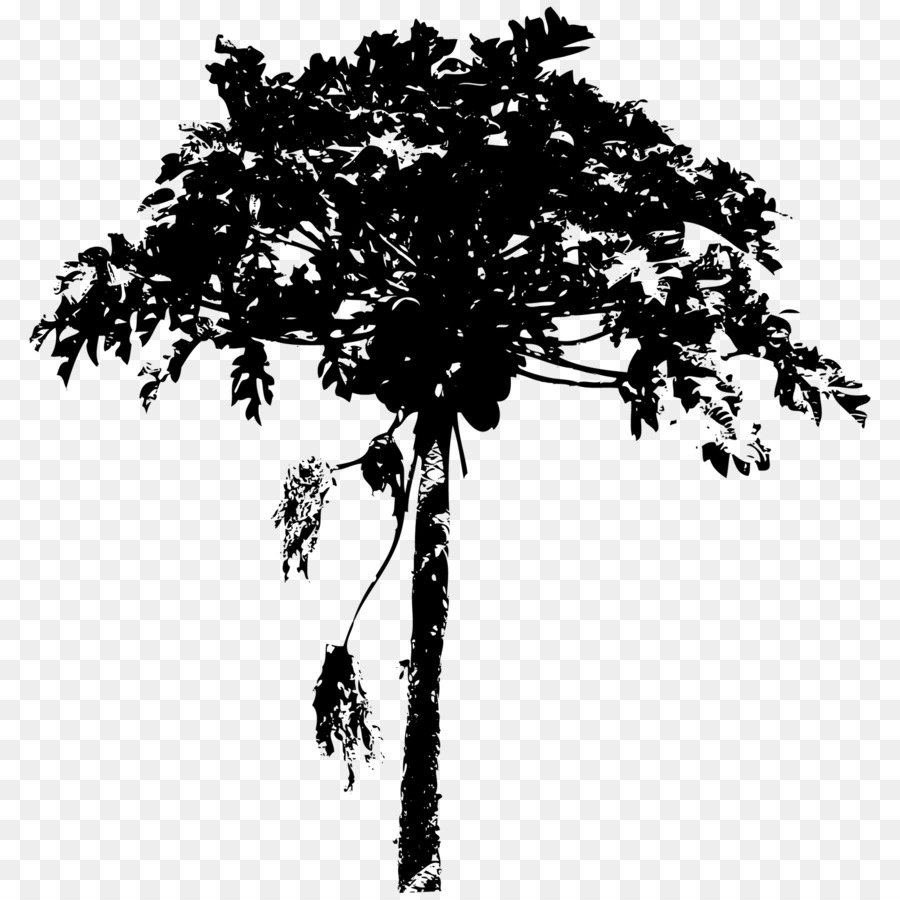 Baum Pinsel Holzige pflanze - Palme