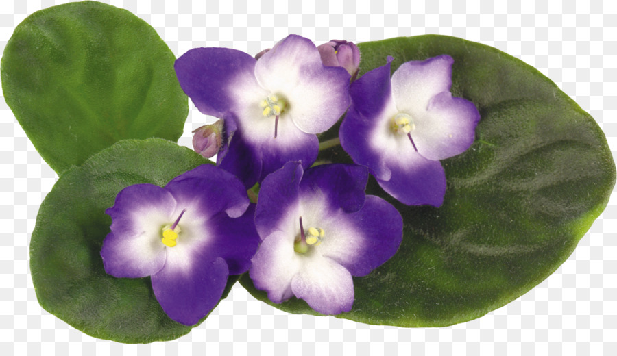 Violett Flower Clip art - veilchen