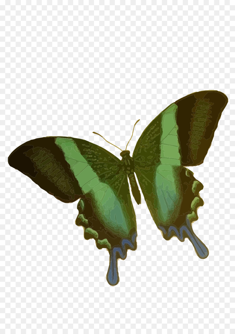 Farfalla Clip art - insetto