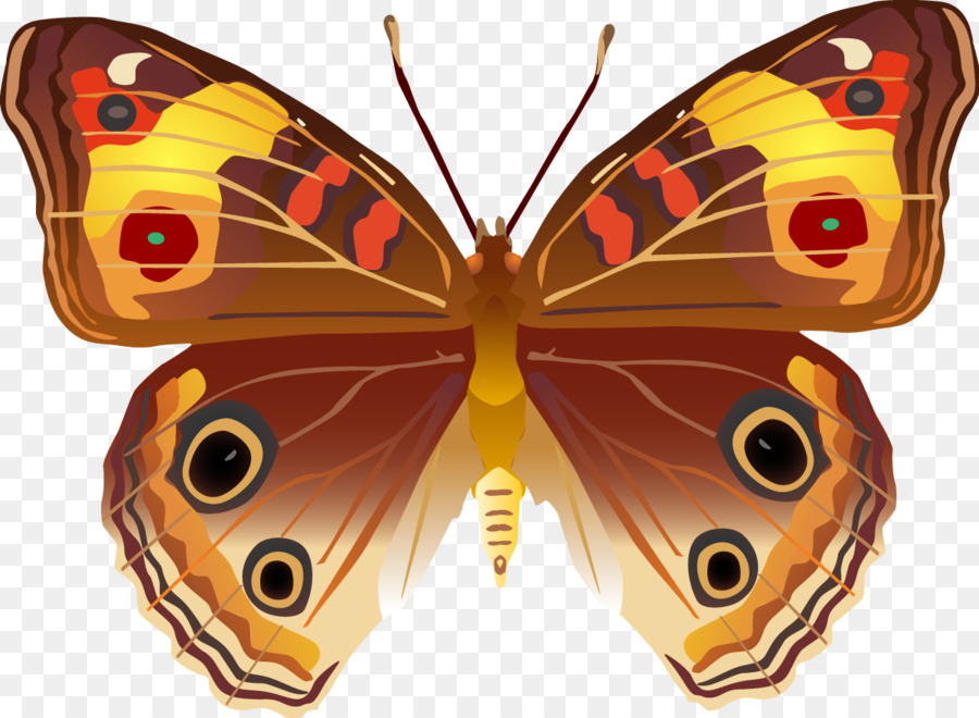 Bướm Côn Trùng Không Xương Sống Chim Moth - bướm
