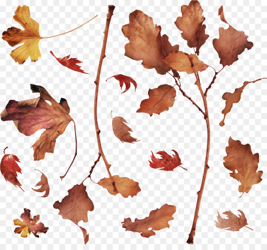Lá Cánh gốc Thực vật Clip nghệ thuật - mùa thu