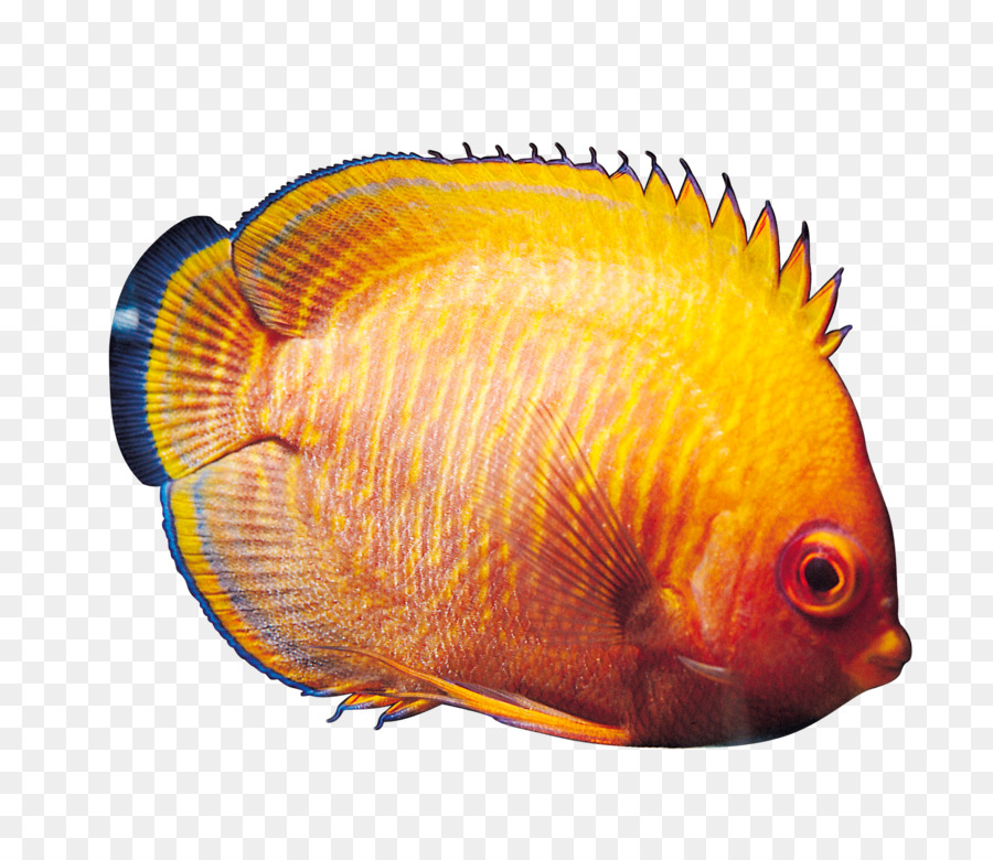 Tropische Fische Zierfische Süßwasser - Fische
