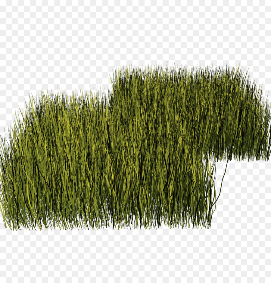 Cỏ cây cỏ Cỏ cỏ cây Vườn - cỏ