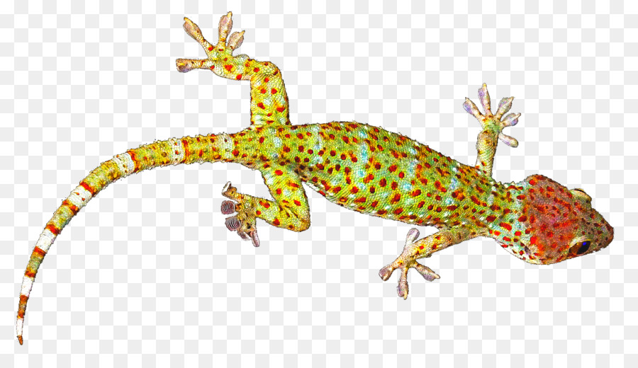 Per rettili Lucertola Tokay gecko Comune leopard gecko - Lucertola