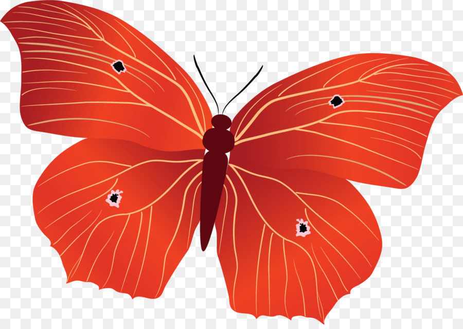 Monarch Schmetterling Insekt Bestäuber Nymphalidae - Schmetterling