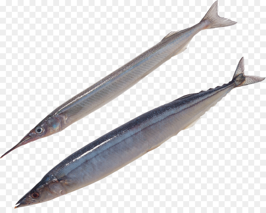 Pacific saury fettem Fisch Sardine Sauries - Fisch