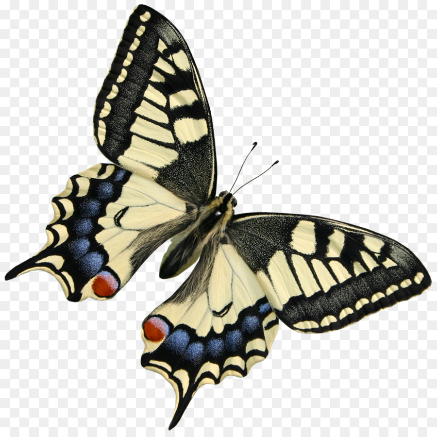 Butterfly Decoupage YouTube-Clip art - Schmetterling