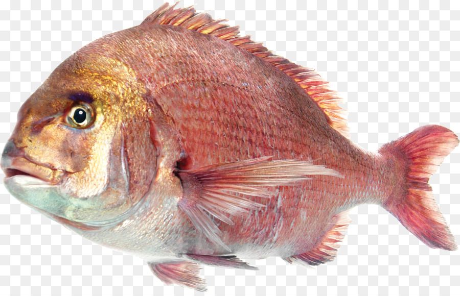 Deep sea Fisch, Salzwasser Fisch Clip art - Fisch