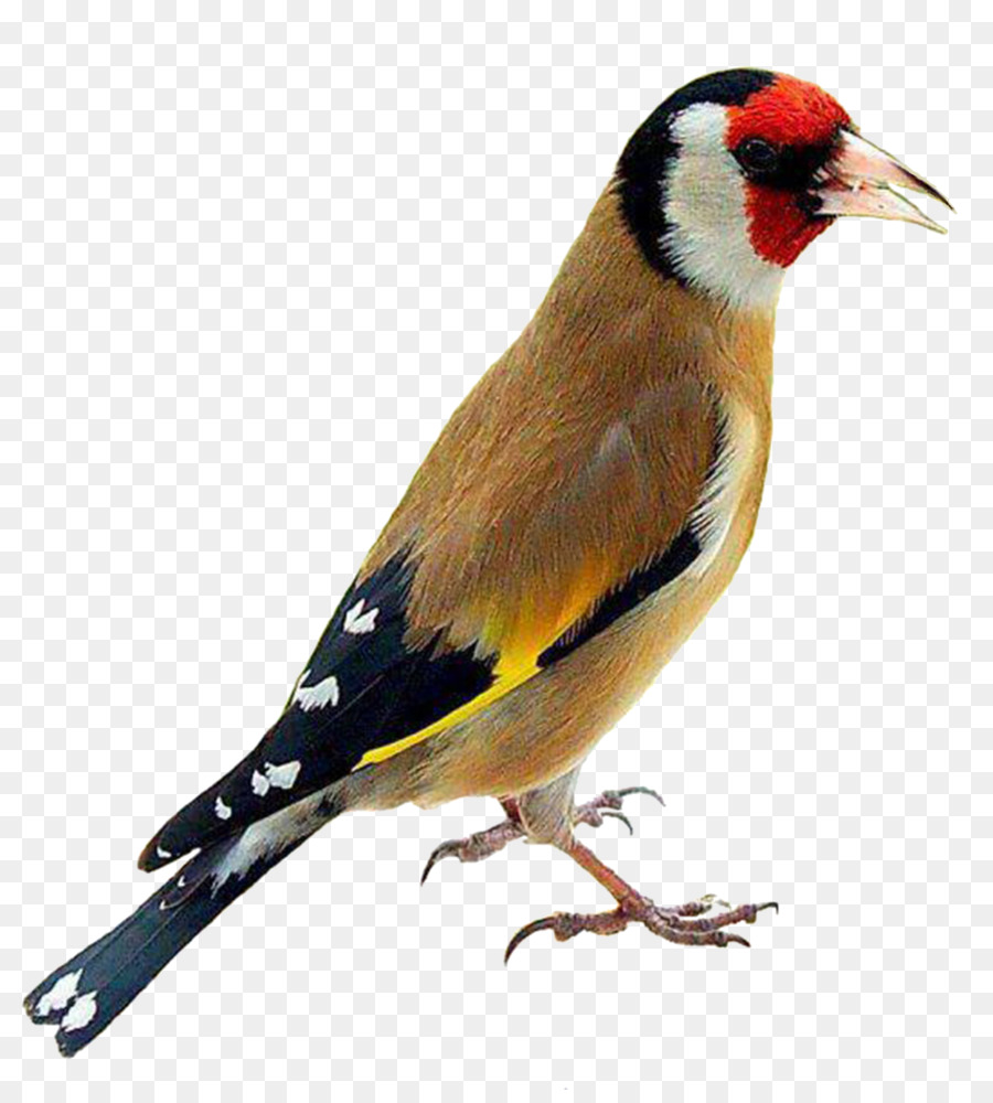 Agapornis Interni canarie Europea cardellino Parrot - kiwi uccello