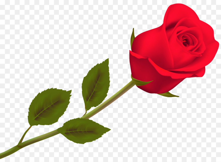 Il Giorno di san valentino Rosa 2018 Sfondo del Desktop - rose leslie