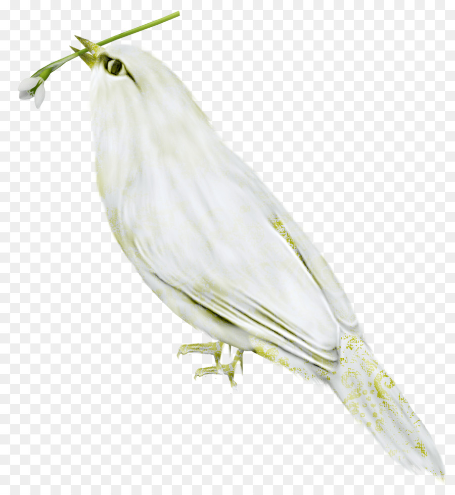 Uccello Finch Becco Piume Dell'Ala - stormo di uccelli