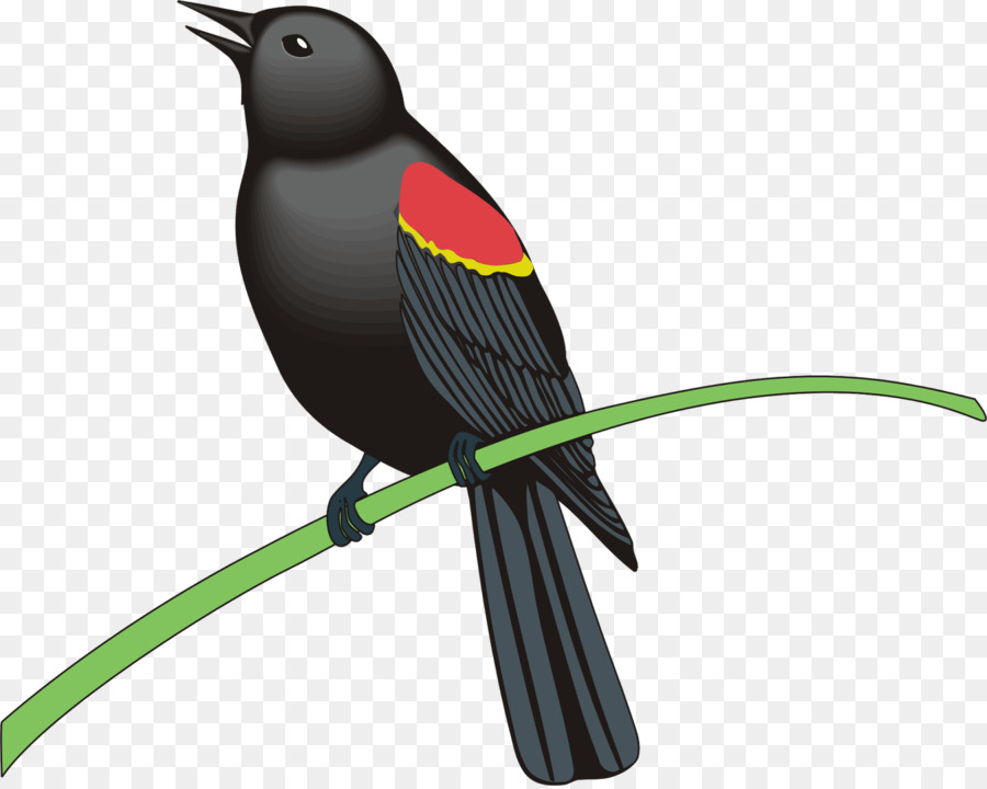 Blackbird chung miễn phí tiền bản Quyền Clip nghệ thuật - đàn chim