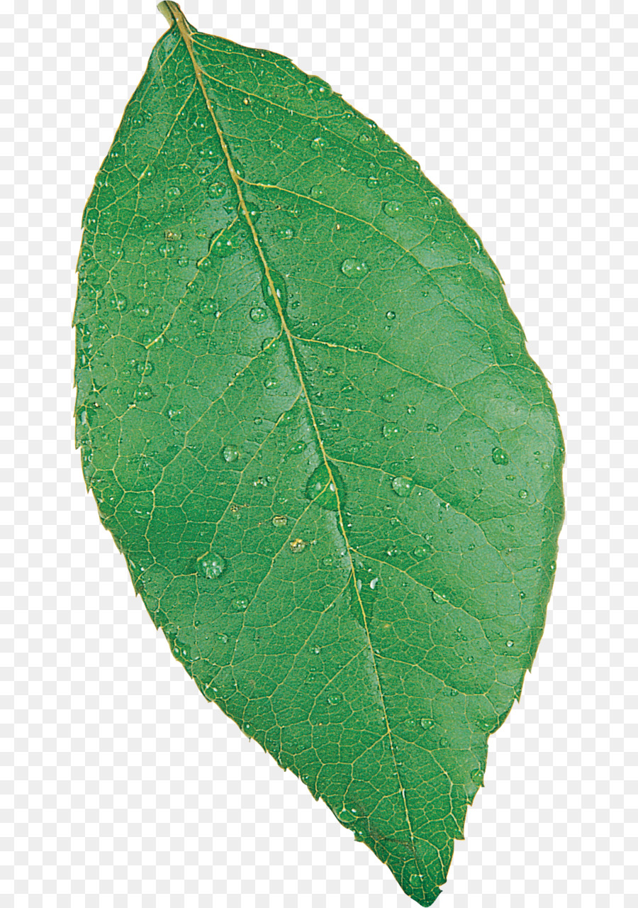 Patologia vegetale Foglia - foglie