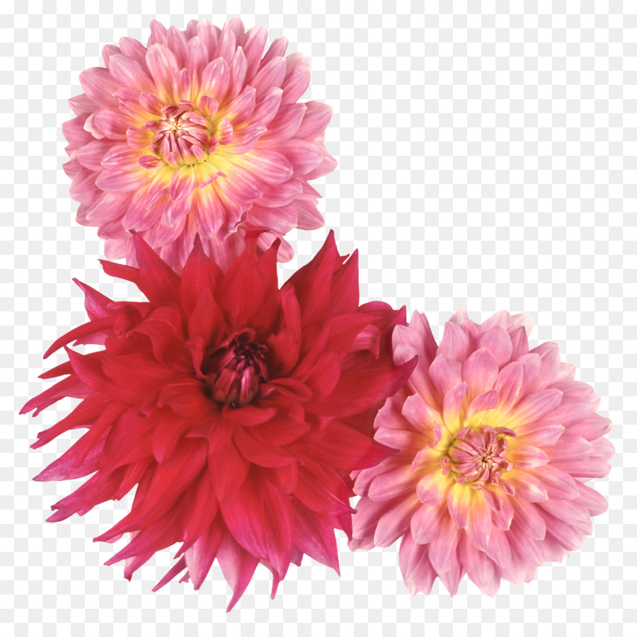 Dahlien-Schnitt-Blumen-Fotografie - Blumen