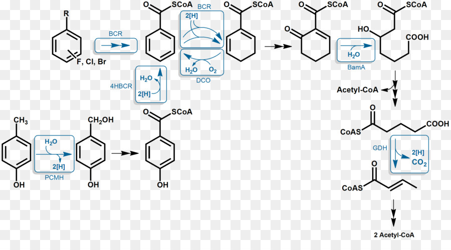 Idrocarburo aromatico Aromaticità respirazione Anaerobica di Benzoile gruppo Anaerobica organismo - percorso