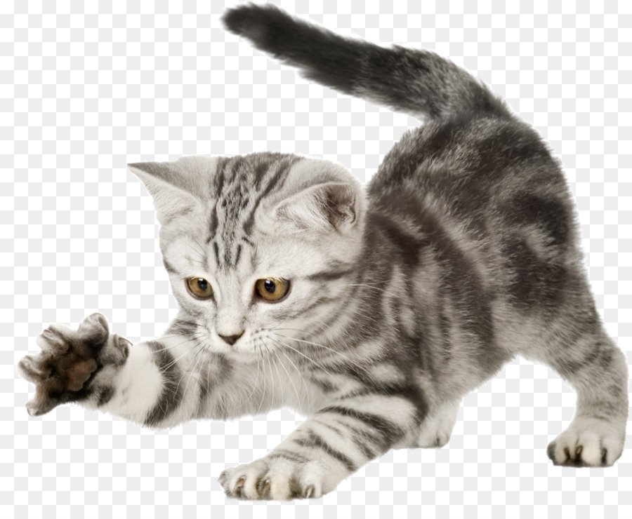 Gattino Gatto Cucciolo di Cane Graffiare post - artiglio