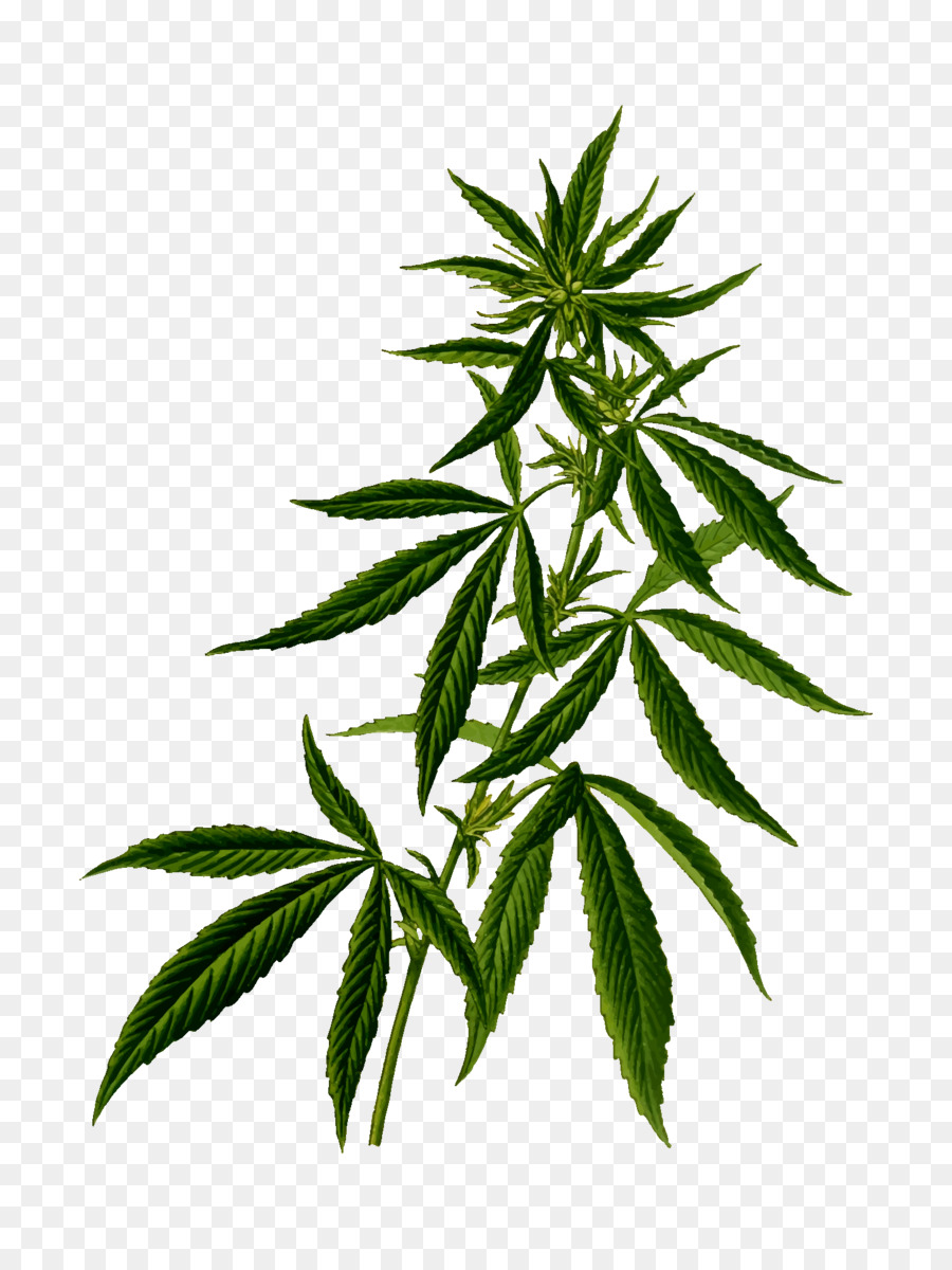 Cần sa y tế Tetrahydrocannabinol Cannabis, sativa - cần sa