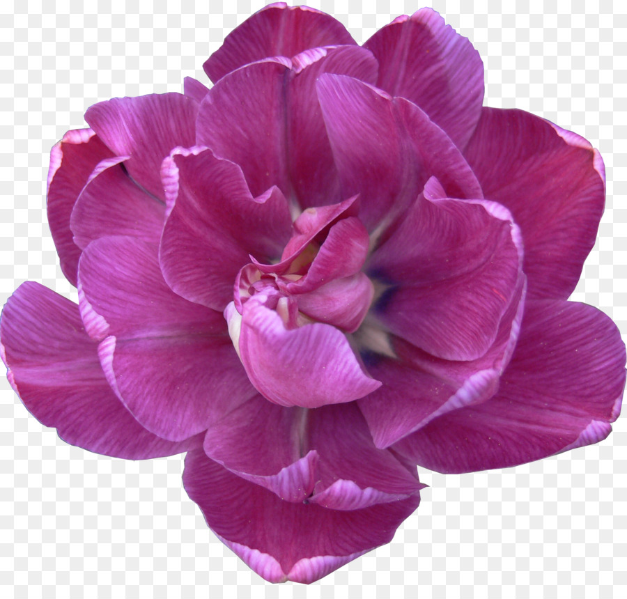 Blume, Tulpe, Flieder, Pfingstrose Violett - Tulip