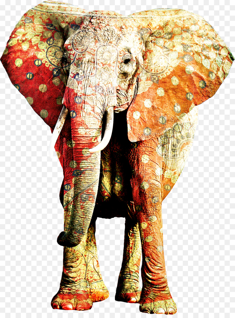 Phi voi động Vật Tê giác và con voi Ấn độ - voi