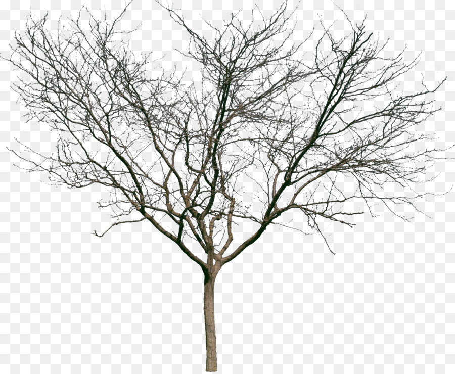 Baum Gehölz Strauch Zweig - Gebüsch