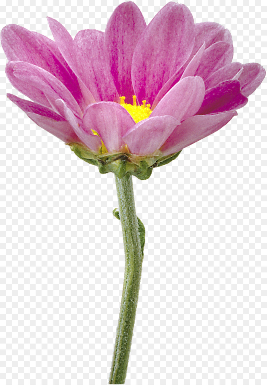 Flower Clip Art - Blumen