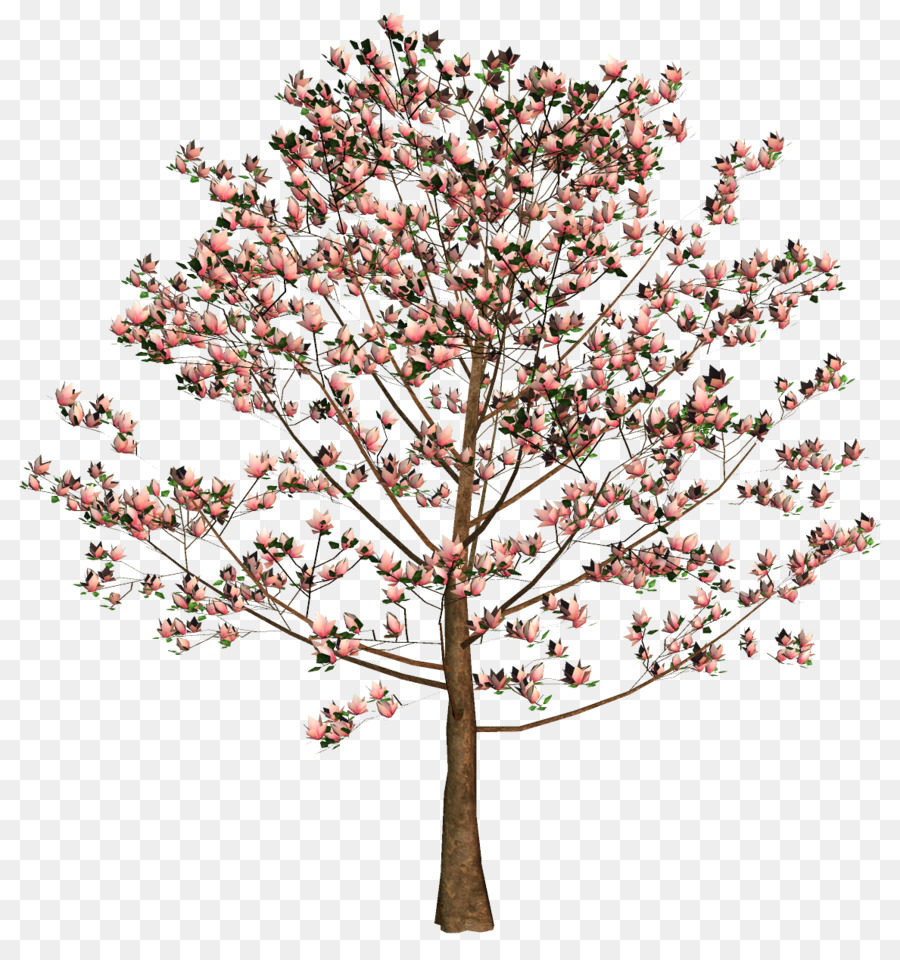 Fiori di ciliegio, Albero, Fiore Twig - albero di palma