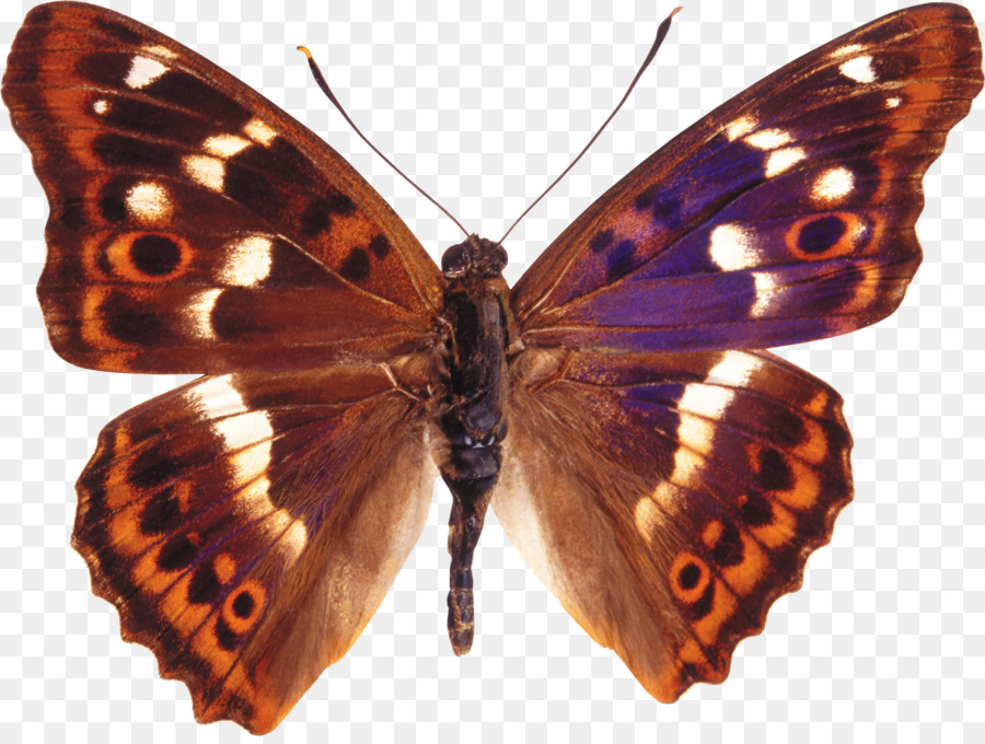 Farfalla Apatura ilia Insetto Apollo Scarse macaone - farfalla