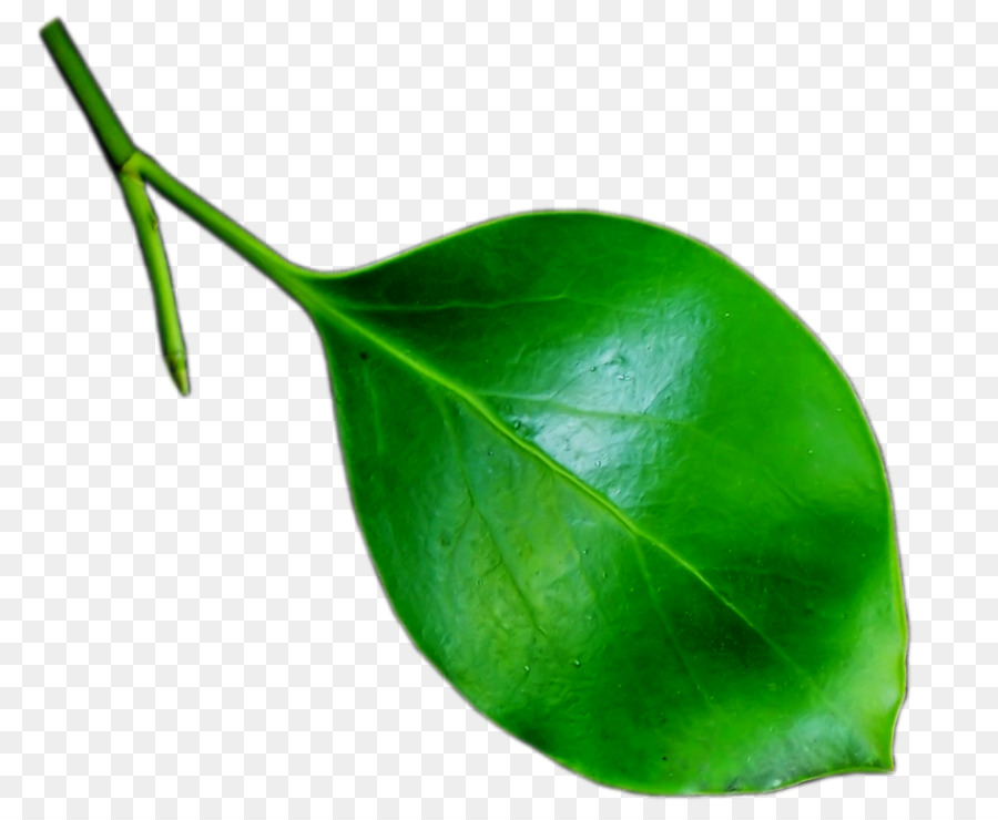 Blatt, Pflanze, Stamm clipart - grüne Blätter