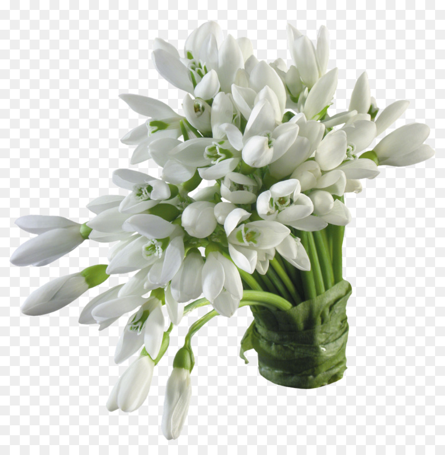 Schneeglöckchen-Flower-Farbe Blossom White - Lilie