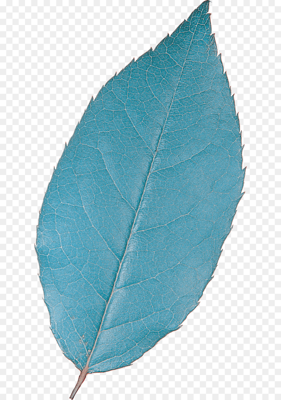 Türkis Teal Leaf Plant Microsoft Azure - Blätter