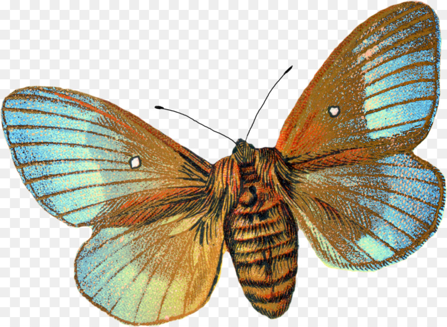 Farfalla, Falena Botanico, illustrazione, Disegno - farfalla