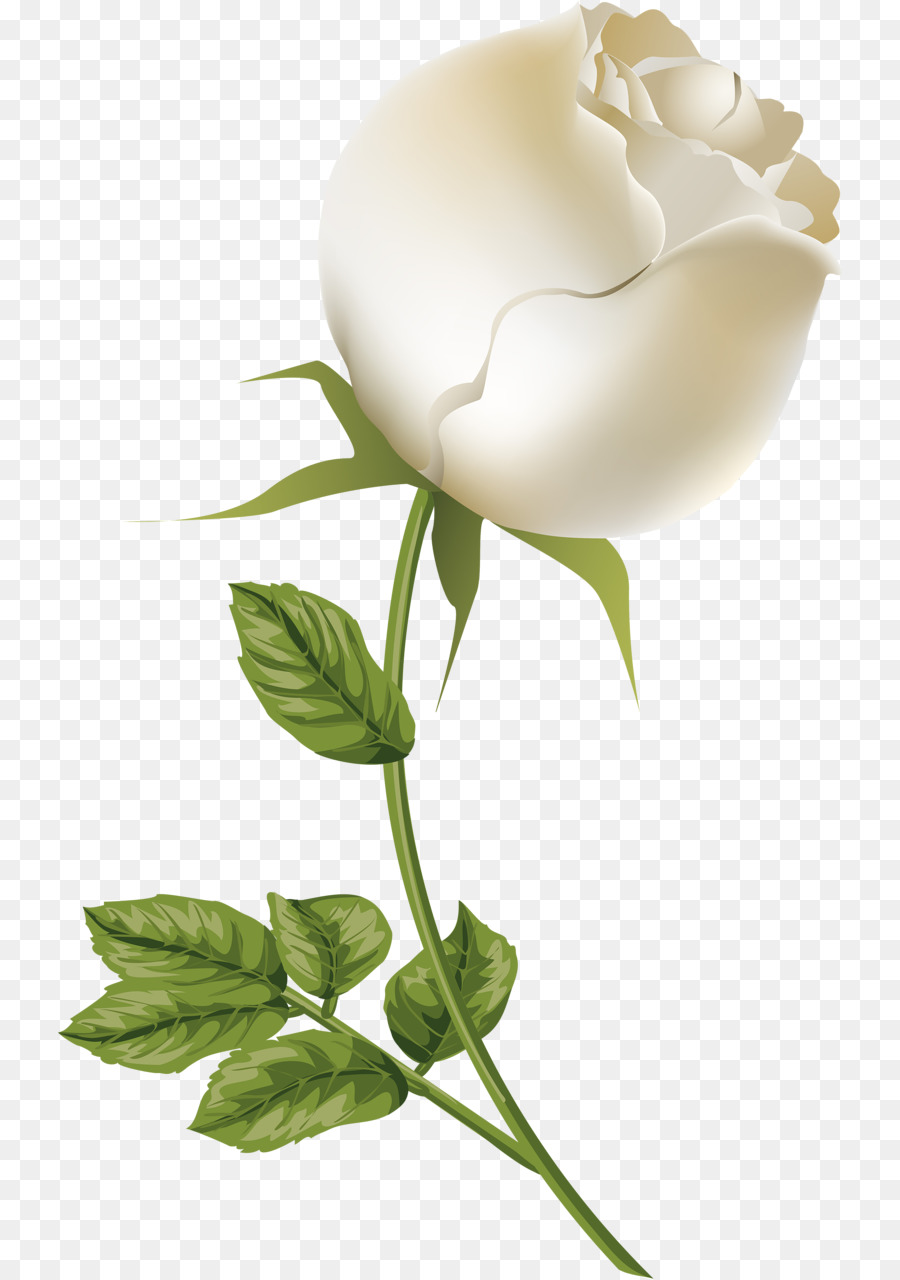 Cắt hoa Quốc nhiếp ảnh Vẫn còn sống Thực vật gốc - hoa hồng trắng