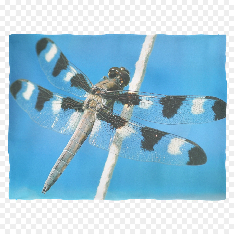 Desktop Wallpaper Dragonfly Insekt-Fotografie - Libelle