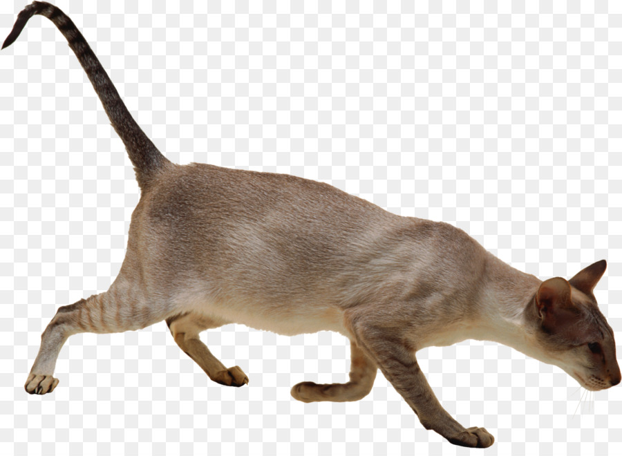 Siamesische Katze-Burmese cat Felidae-Aufkleber - Katze
