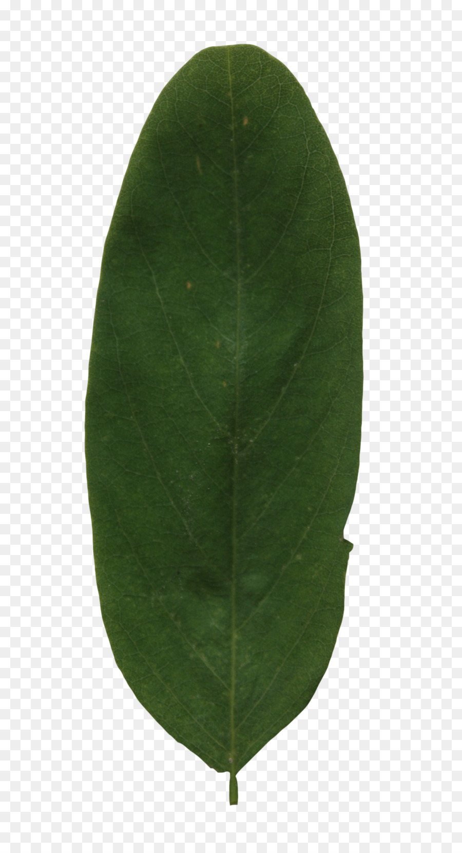 Pflanze, Grün, Blatt - Blatt
