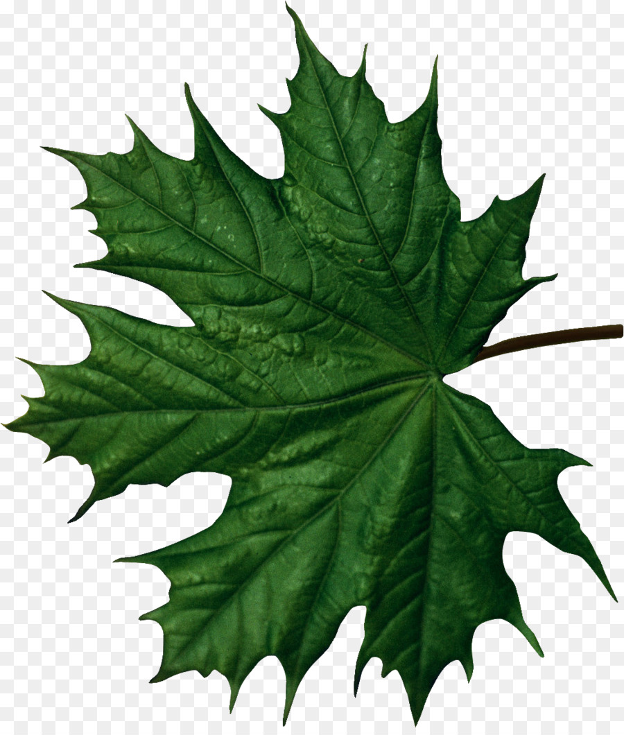Maple leaf-Funktion - Blätter