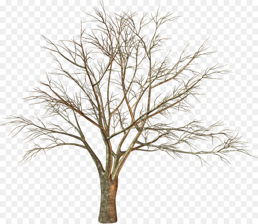 Ast, Woody pflanze Zweig - Baum