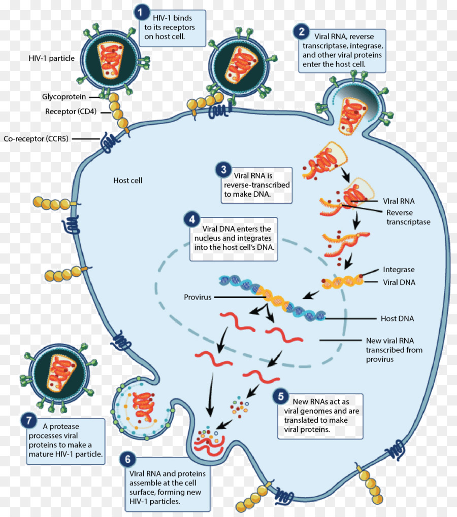 AIDS Infezione da HIV CD4 cellule T helper - allergia