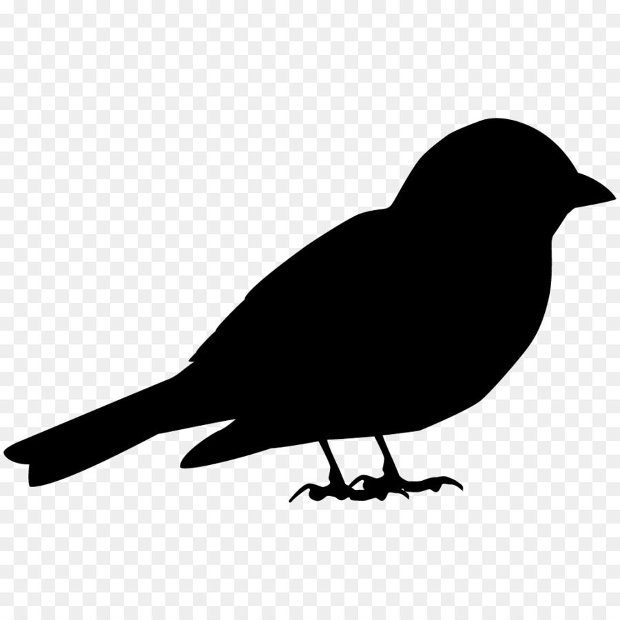 Nhà Sparrow con Chim Mỹ con quạ Hát sparrow - chim sẻ