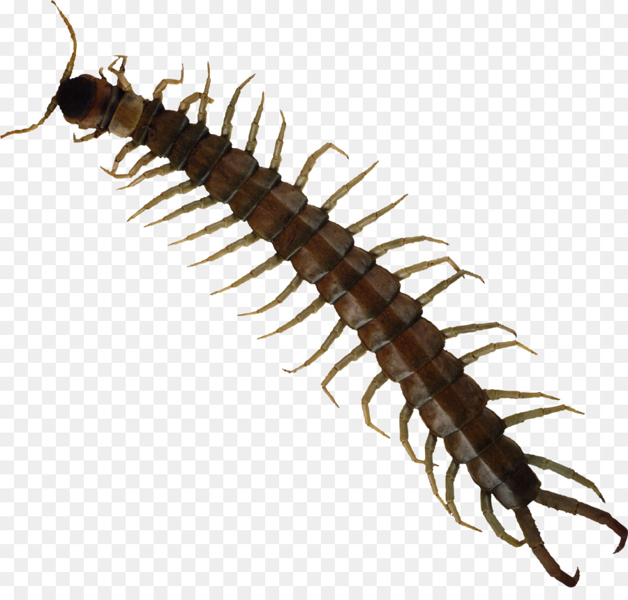 Scolopendra có Côn trùng Nhà Rết con rít cắn Millipede - côn trùng