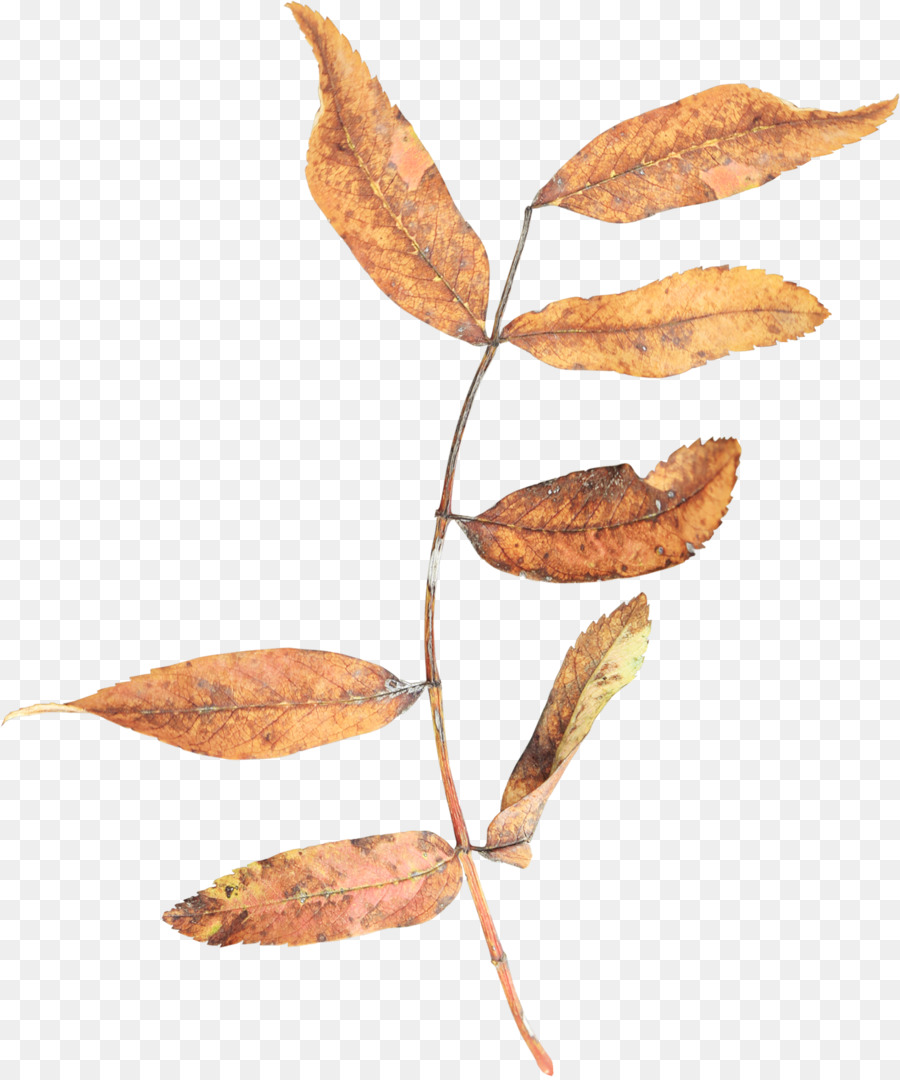 Blatt, Zweig, Herbst, Zweig, - clipart - Blätter