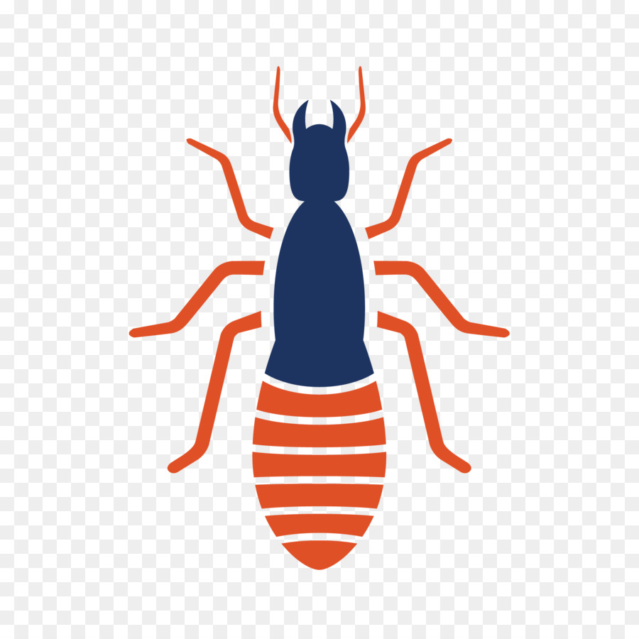 Variegato tappeto beetle Controllo dei Parassiti Invertebrati delle Pulci - scarabeo