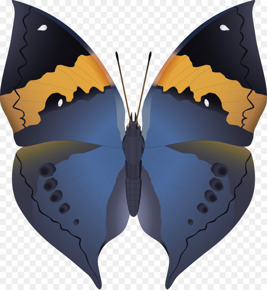 Schmetterling Insekt Tier Nymphalidae Flügel - Insekt