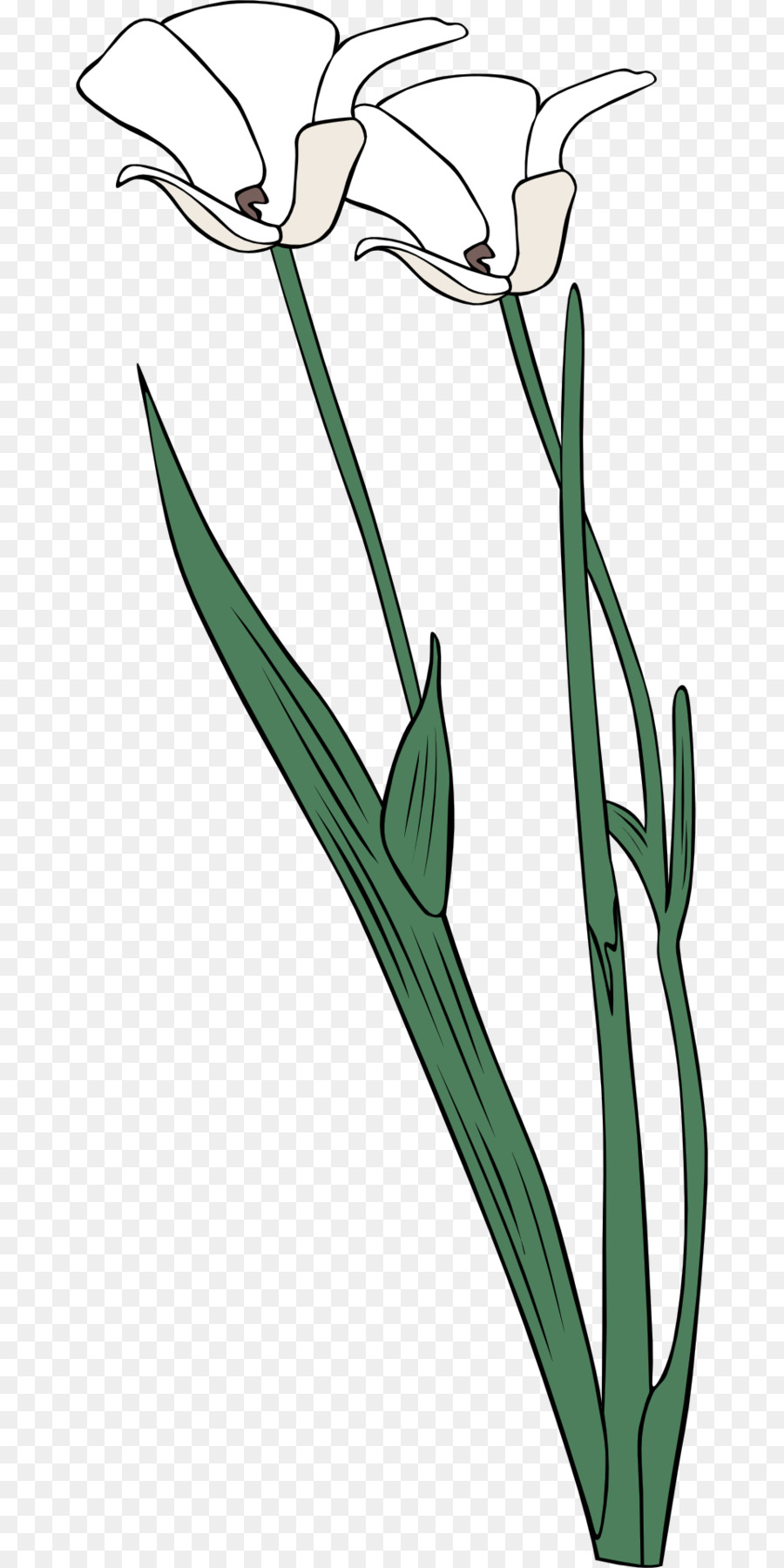 Clipart - Lily of the Valley
