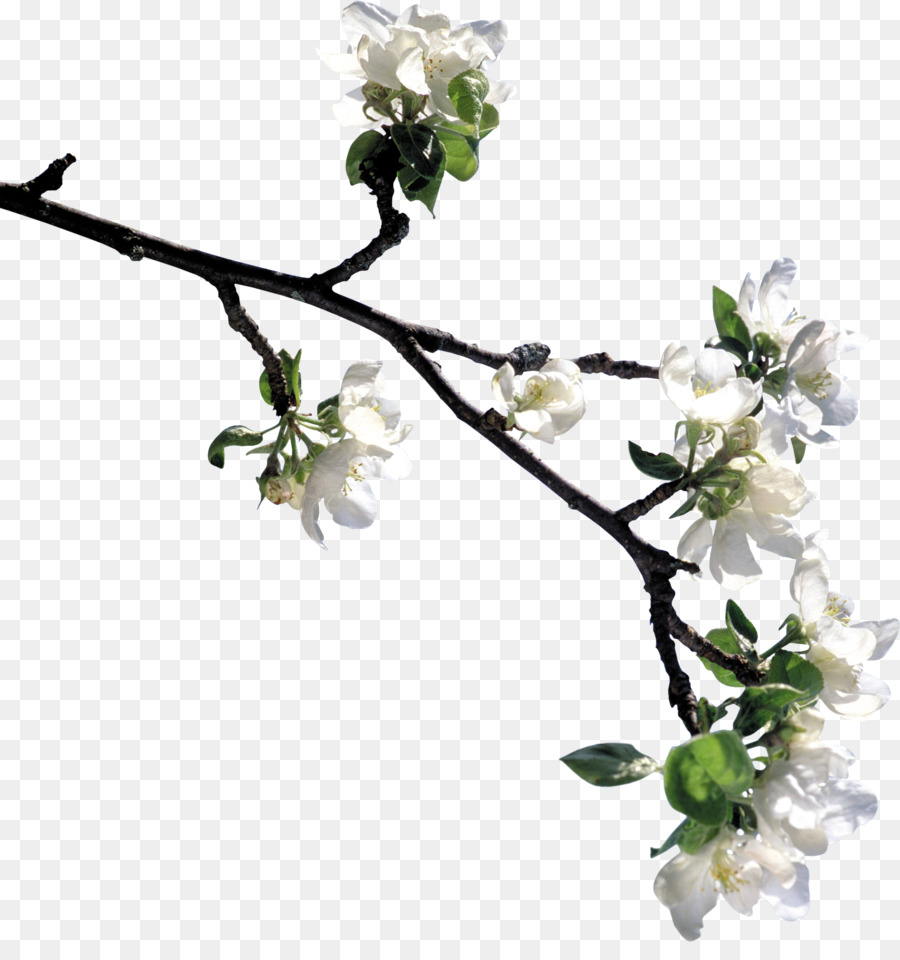 Blume Blüte Baum - Lilie