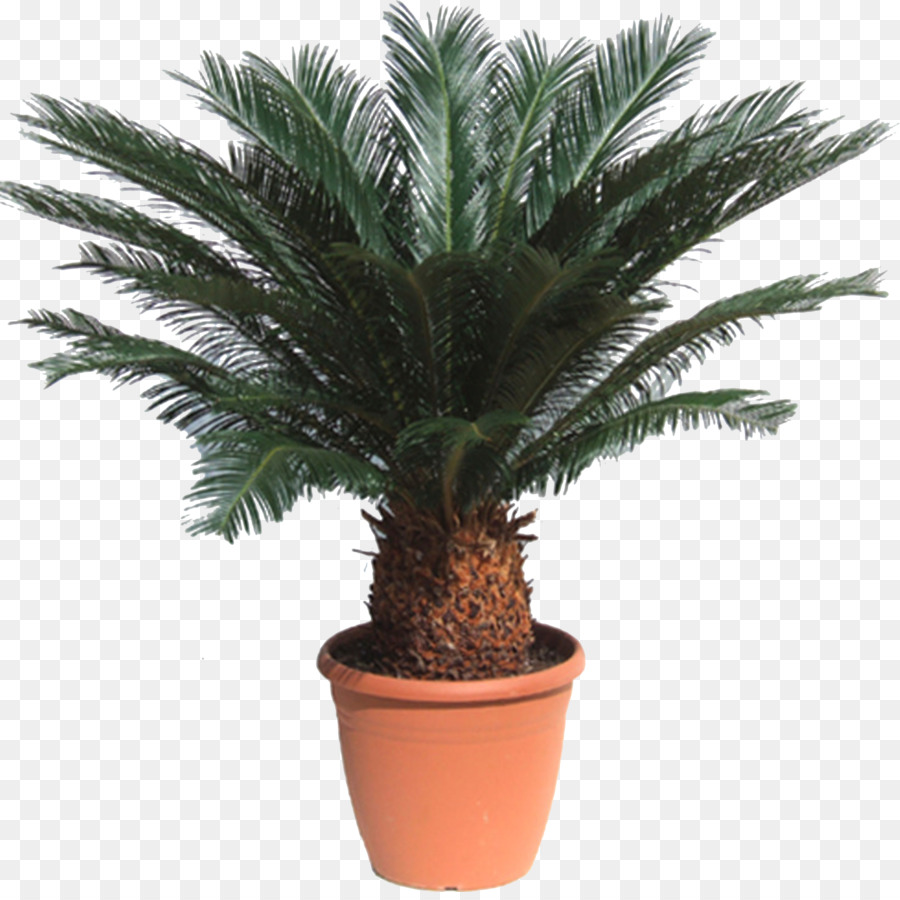 Sago Cycad Palmen Zimmerpflanze Howea forsteriana Metroxylon sagu - Dattelpalme