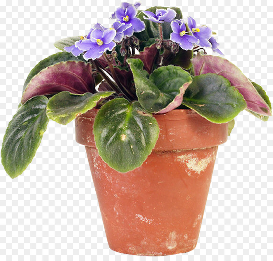 Foglia Vaso di fiori violette Africane Picciolo - viola