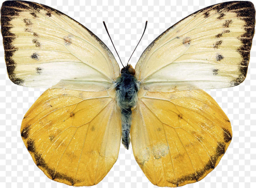 Farfalla di fotografia Stock papillon Giallo Spilla - farfalla